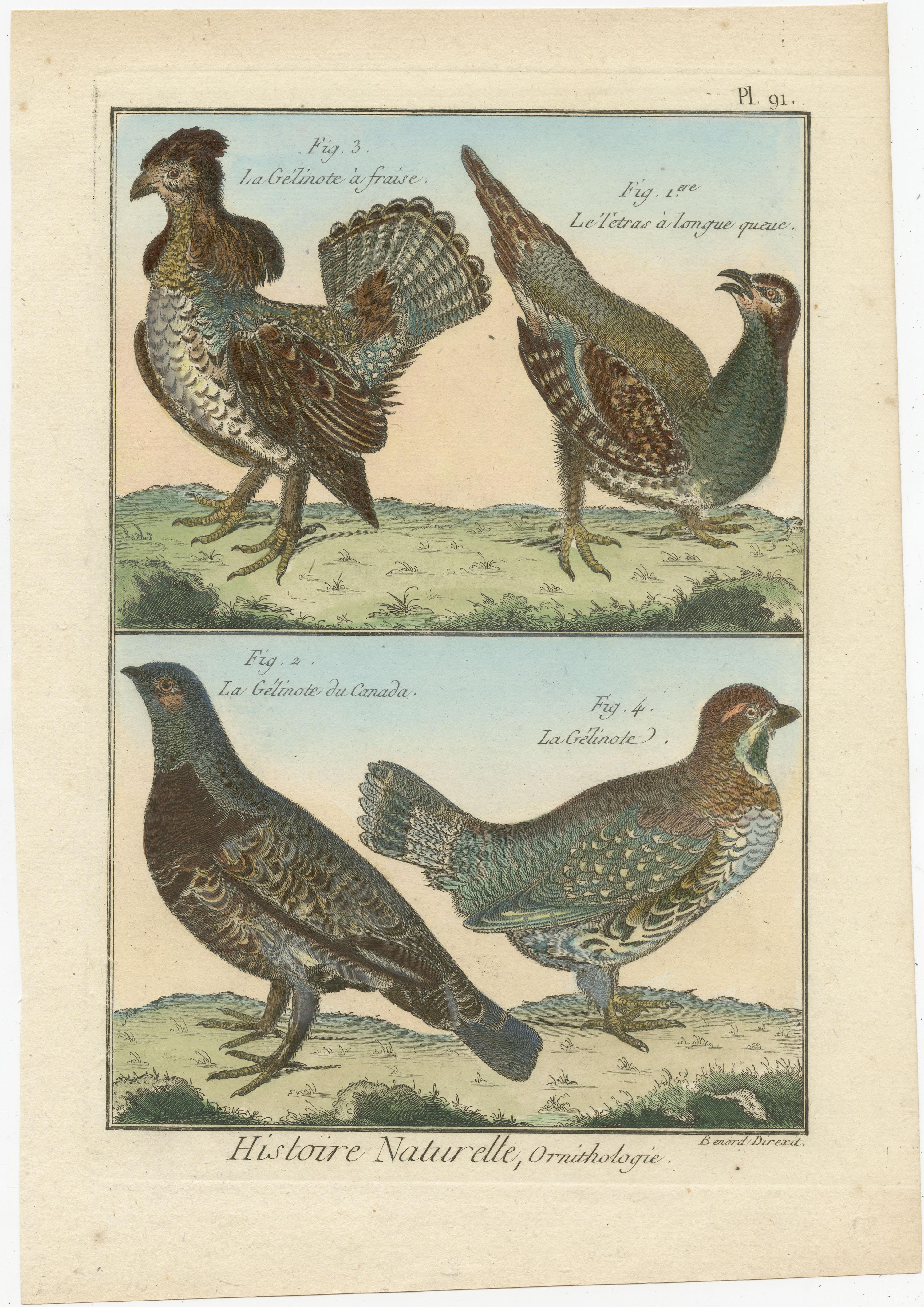 Authentische, leuchtend handkolorierte, seltene Kupfergravur von vier Vögeln (1792). im Zustand „Gut“ im Angebot in Langweer, NL