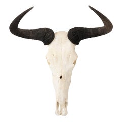 Authentic Bull Skull with Horns