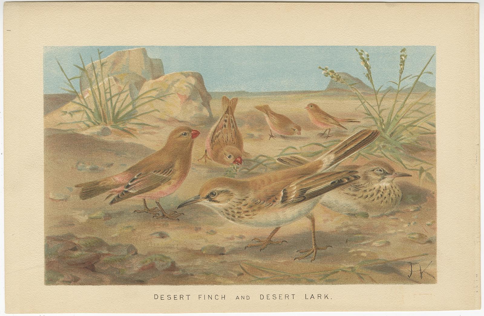 Antique bird print titled 'Desert Finch and Desert Lark'. 

Chromolithograph depicting a desert finch and desert lark. This print originates from 'The Royal Natural History' by R. Lydekker.

Artists and Engravers: Richard Lydekker (25 July 1849