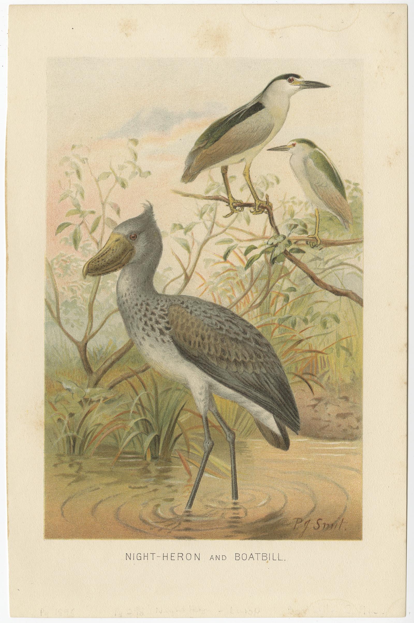 Antique bird print titled 'Night-Heron and Boatbill'. 

Chromolithograph depicting a night-heron and boatbill. This print originates from 'The Royal Natural History' by R. Lydekker.

Artists and Engravers: Richard Lydekker (25 July 1849 – 16