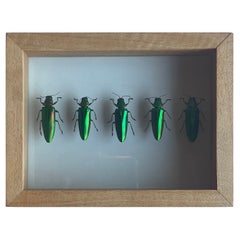 Authentic "Chrysochroa Rajah" Beetles Taxidermy Sculpture