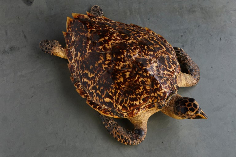 Authentic Large Hawksbill Sea Turtle For Sale at 1stdibs
