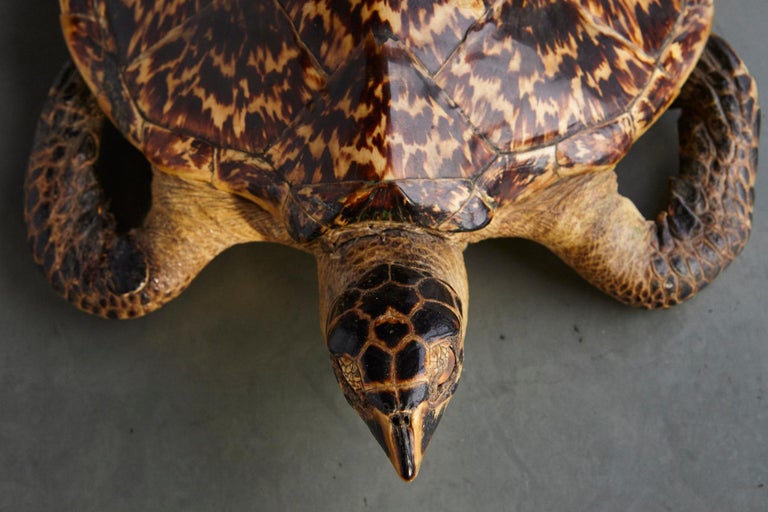 Authentic Large Hawksbill Sea Turtle For Sale at 1stdibs
