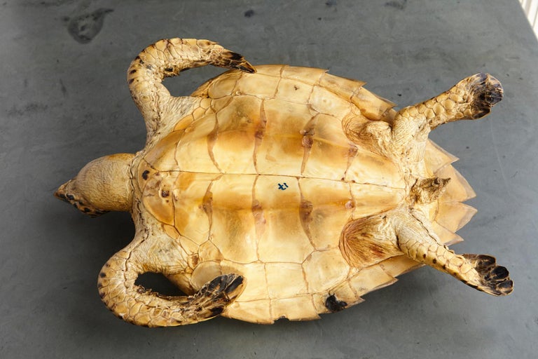 Authentic Large Hawksbill Sea Turtle For Sale at 1stDibs