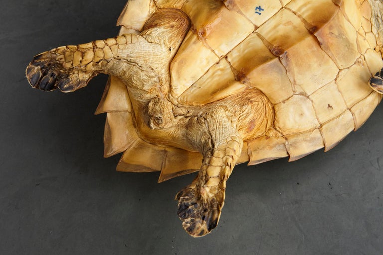 Authentic Large Hawksbill Sea Turtle For Sale at 1stDibs