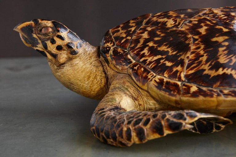 Authentic Large Hawksbill Sea Turtle For Sale at 1stdibs