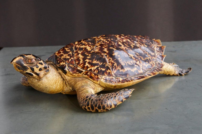 Authentic Large Hawksbill Sea Turtle For Sale at 1stdibs