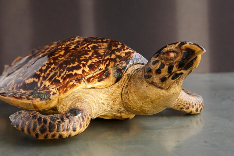 Authentic Large Hawksbill Sea Turtle For Sale at 1stdibs