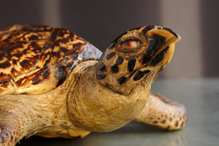 Authentic Large Hawksbill Sea Turtle For Sale at 1stdibs