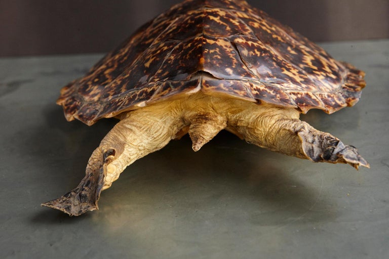 Authentic Large Hawksbill Sea Turtle For Sale at 1stDibs