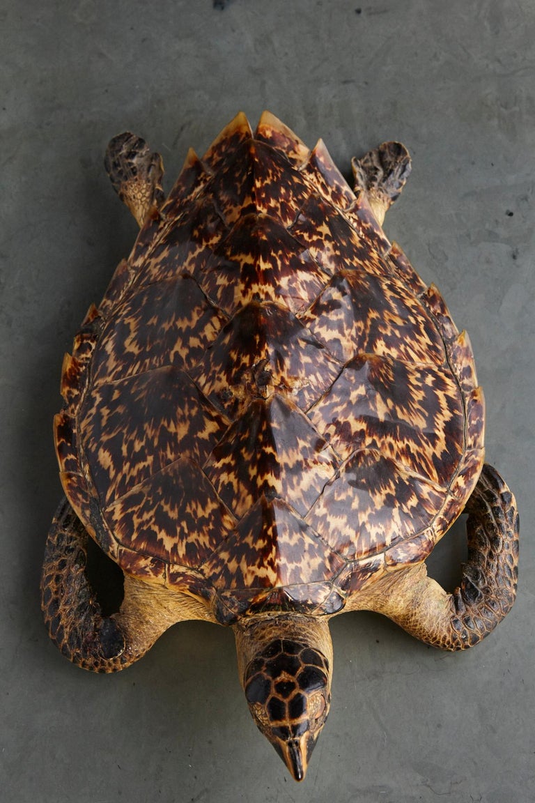 Authentic Large Hawksbill Sea Turtle For Sale at 1stdibs
