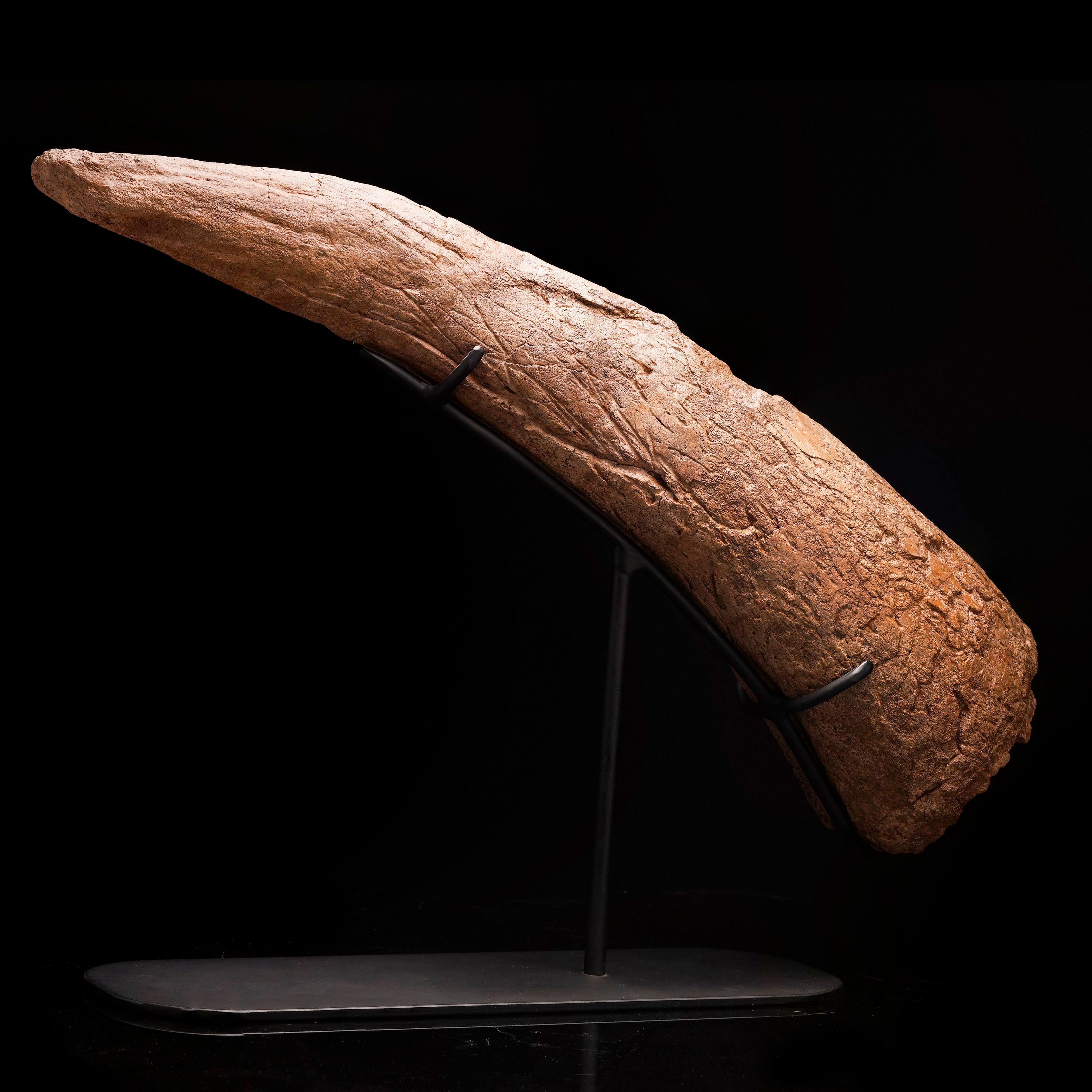 This incredible fossilized brow horn belonged to the Medusaceratops Iokii: an herbivorous dinosaur that lived during the Late Cretaceous period circa 78-77 million years ago. This specimen is from the famous fossil-rich Judith River Formation in
