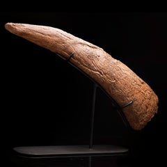 Medusaceratops Iokii Brow Horn Fossil