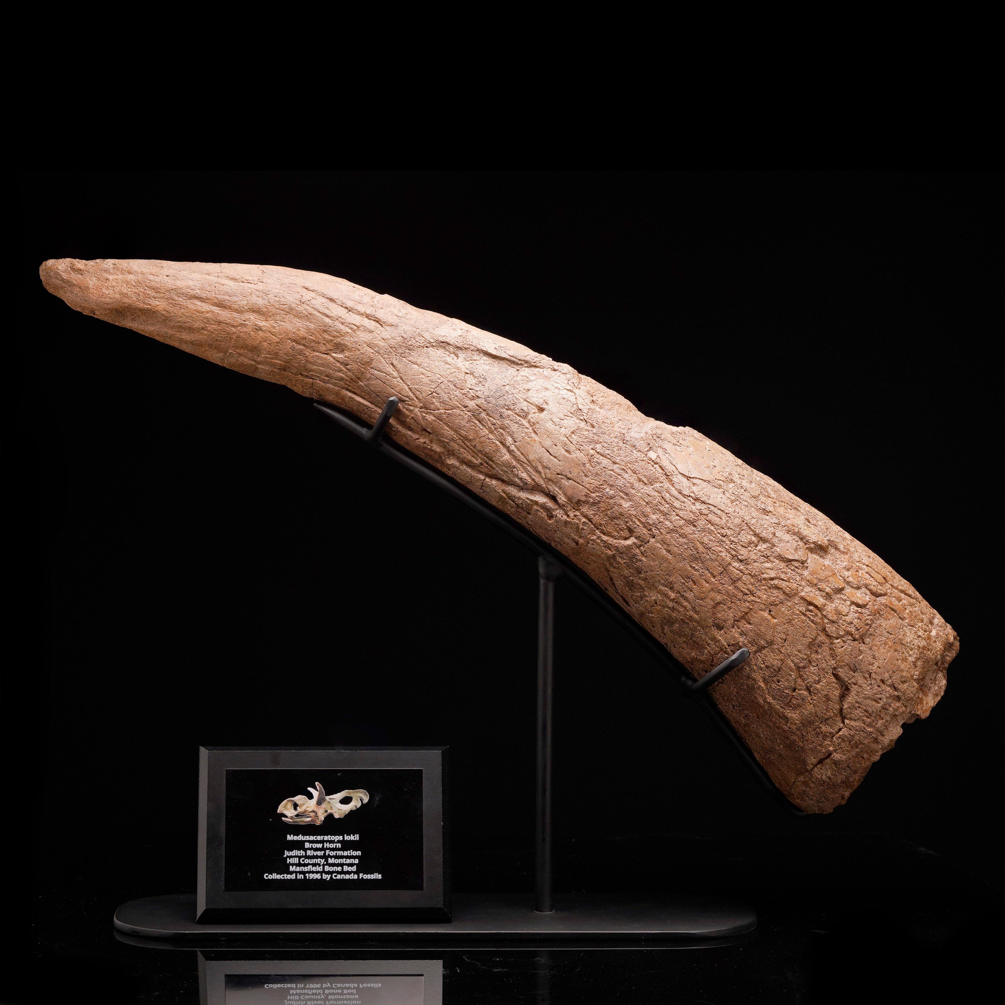 American Authentic Medusaceratops Iokii Brow Horn Fossil For Sale
