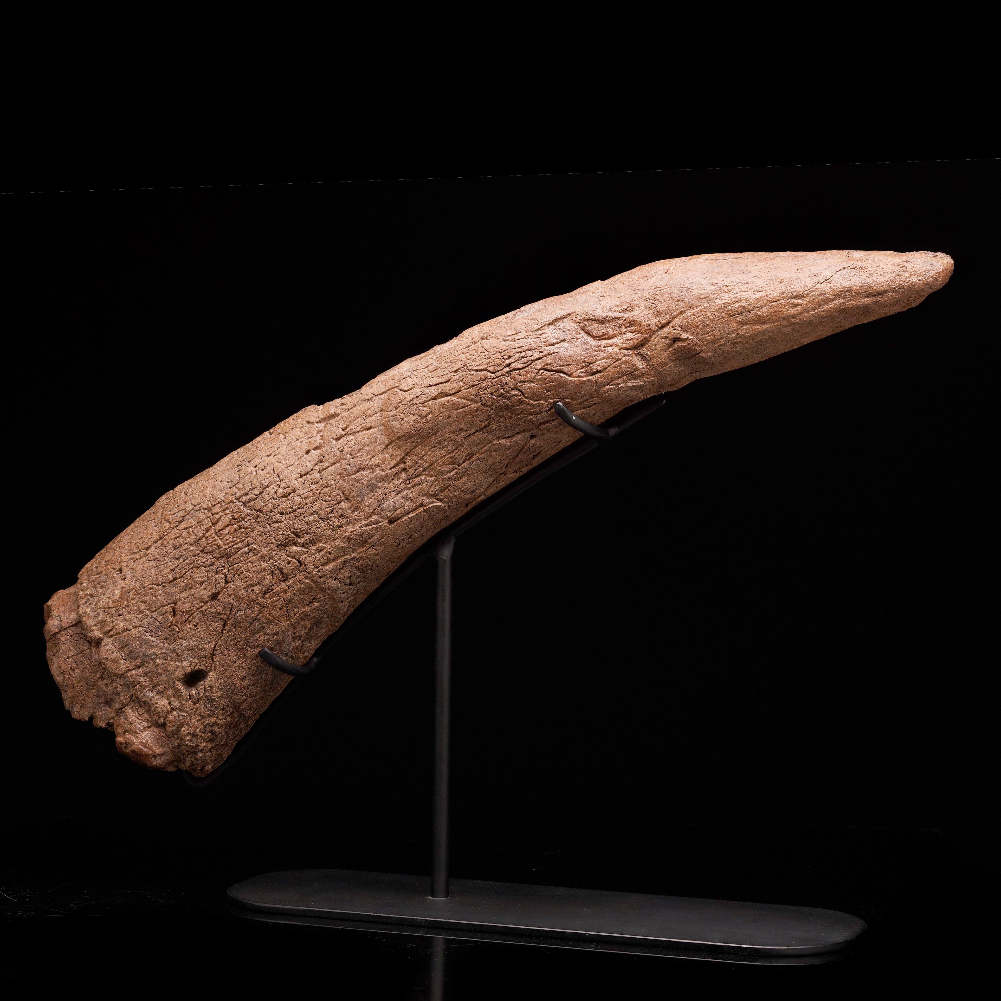 Authentic Medusaceratops Iokii Brow Horn Fossil In Excellent Condition For Sale In New York, NY