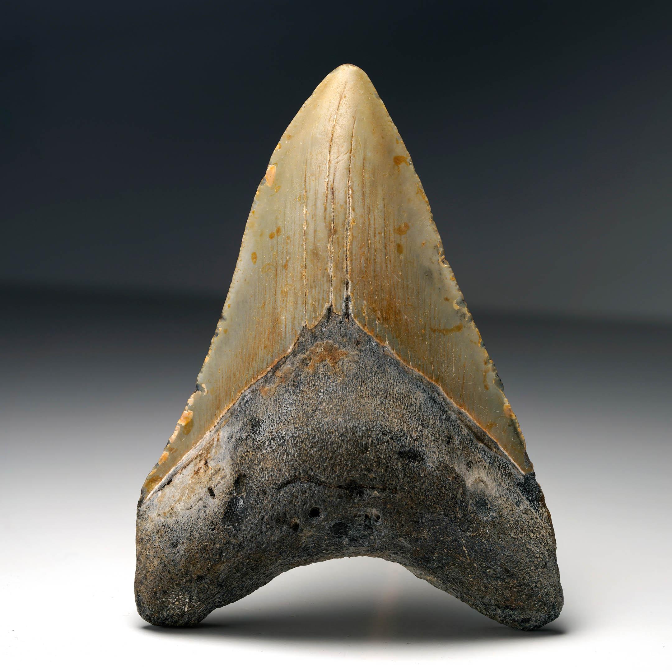 Questo autentico dente di Megalodon proveniente dalla Carolina del Sud misura 4 pollici di altezza e 3 pollici di larghezza, per un peso di 136 grammi. La corona di smalto conserva sottili striature verticali, una sottile colorazione
