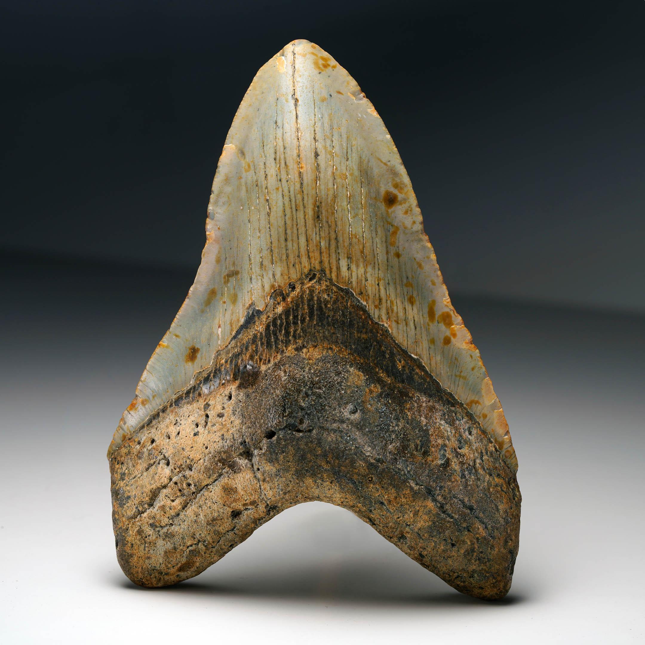 This authentic Megalodon tooth fossil from South Carolina measures 5.13 inches high and weighs 239 grams, making it a coveted collector’s specimen. The tooth displays a striking mix of light gray enamel with natural patina and warm earthen tones