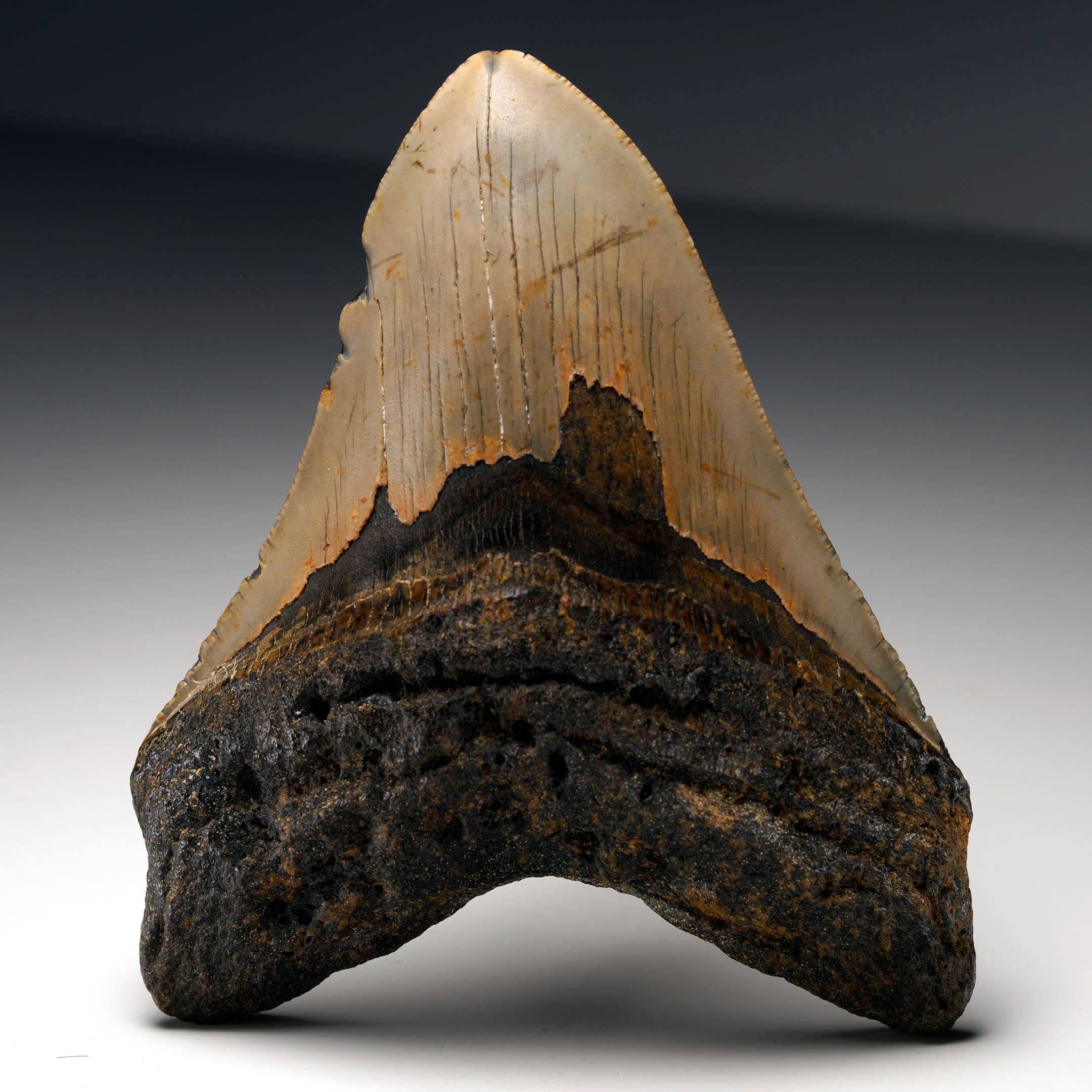 This authentic Megalodon tooth fossil from South Carolina is an impressive collector’s piece measuring 5.13 inches tall and weighing 236 grams. With its broad triangular form, well-preserved enamel, and solid root, the piece embodies the power and