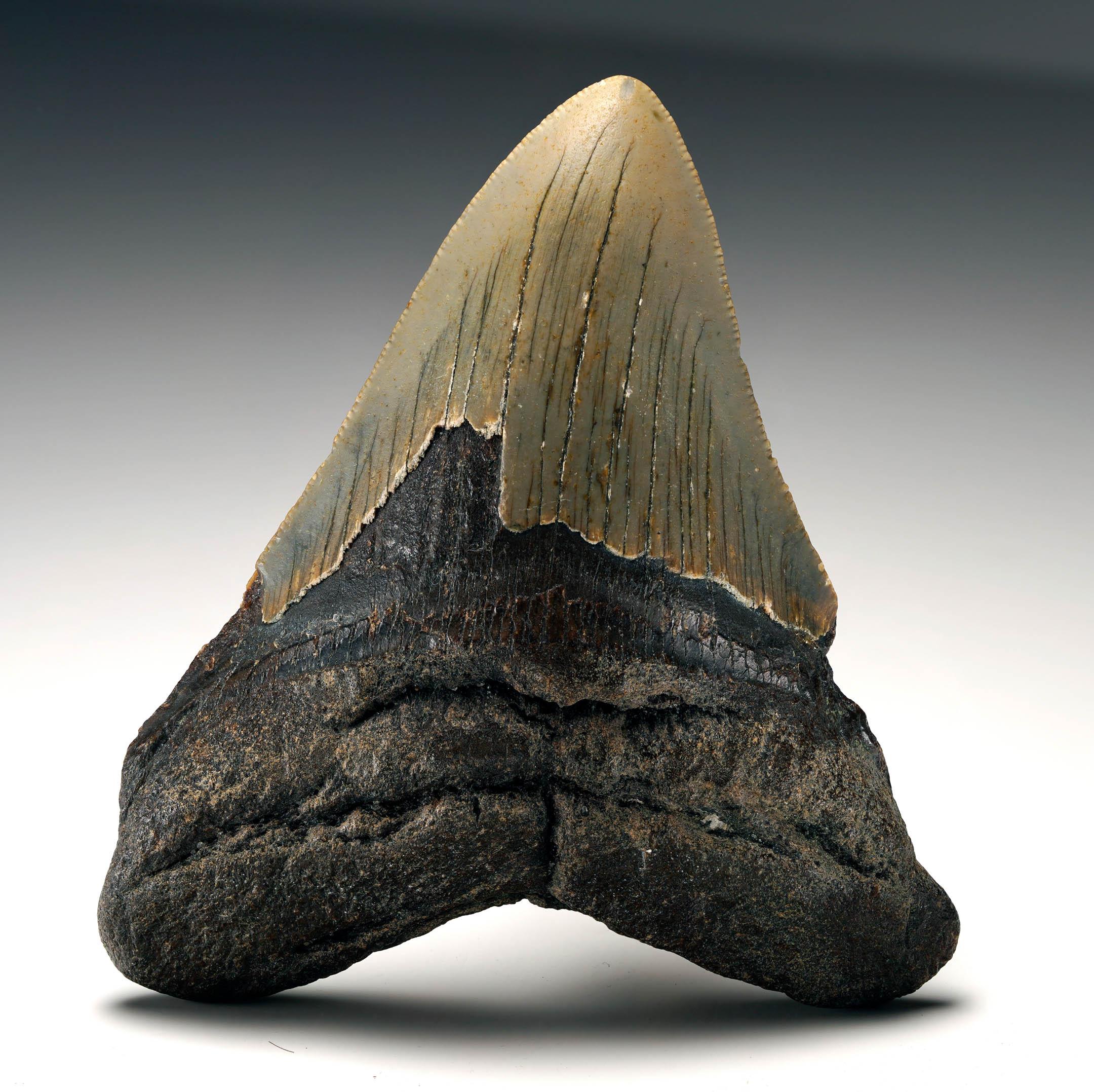 Questo fossile di dente di Megalodon ben conservato proveniente dalla Carolina del Sud misura 3,5 pollici di lunghezza, 3,75 pollici di altezza e 1 pollice di profondità, per un peso di 134 grammi. Presenta un equilibrio sorprendente di forma,
