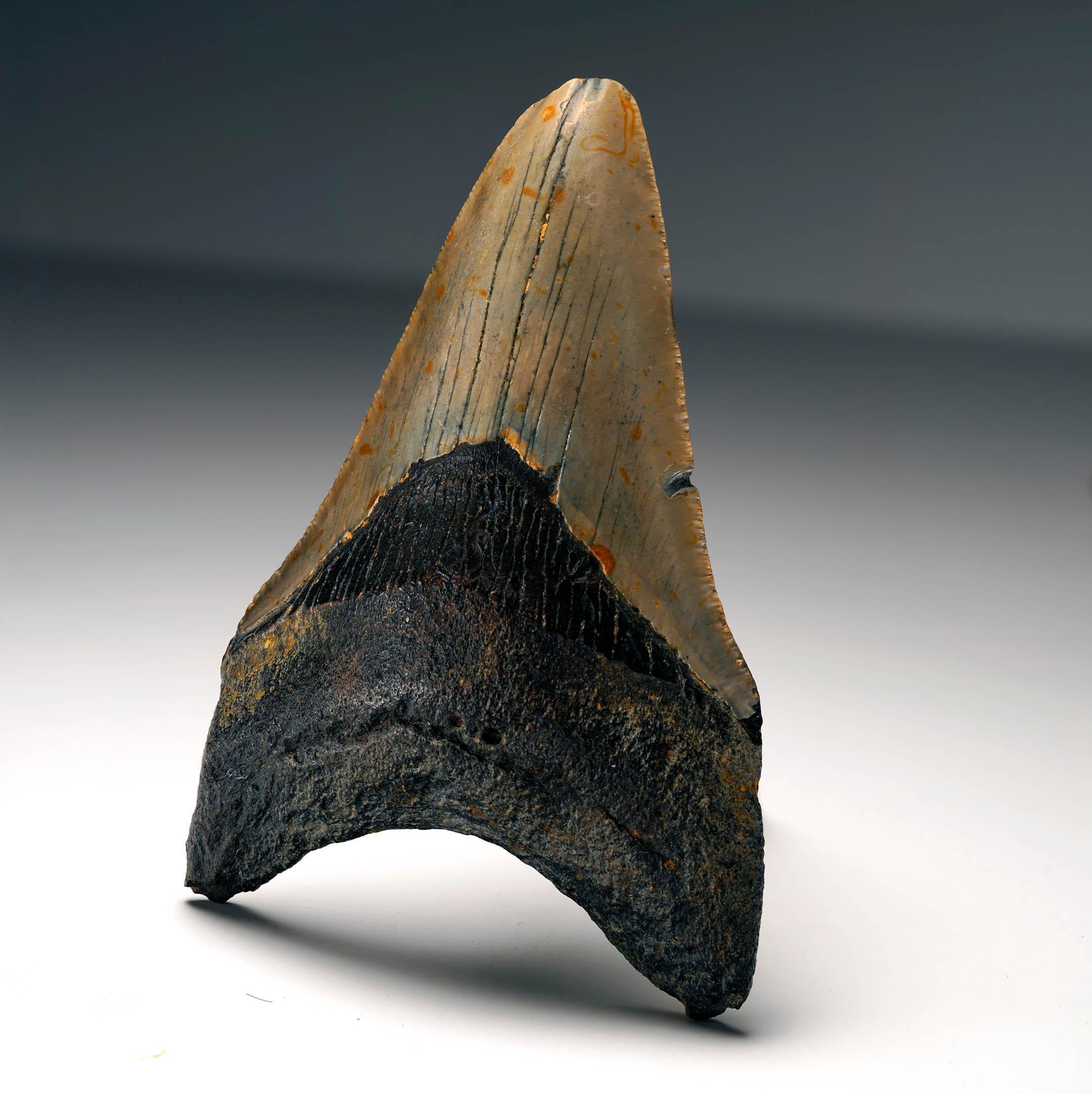 Americano Dente di Megalodon autentico in vendita