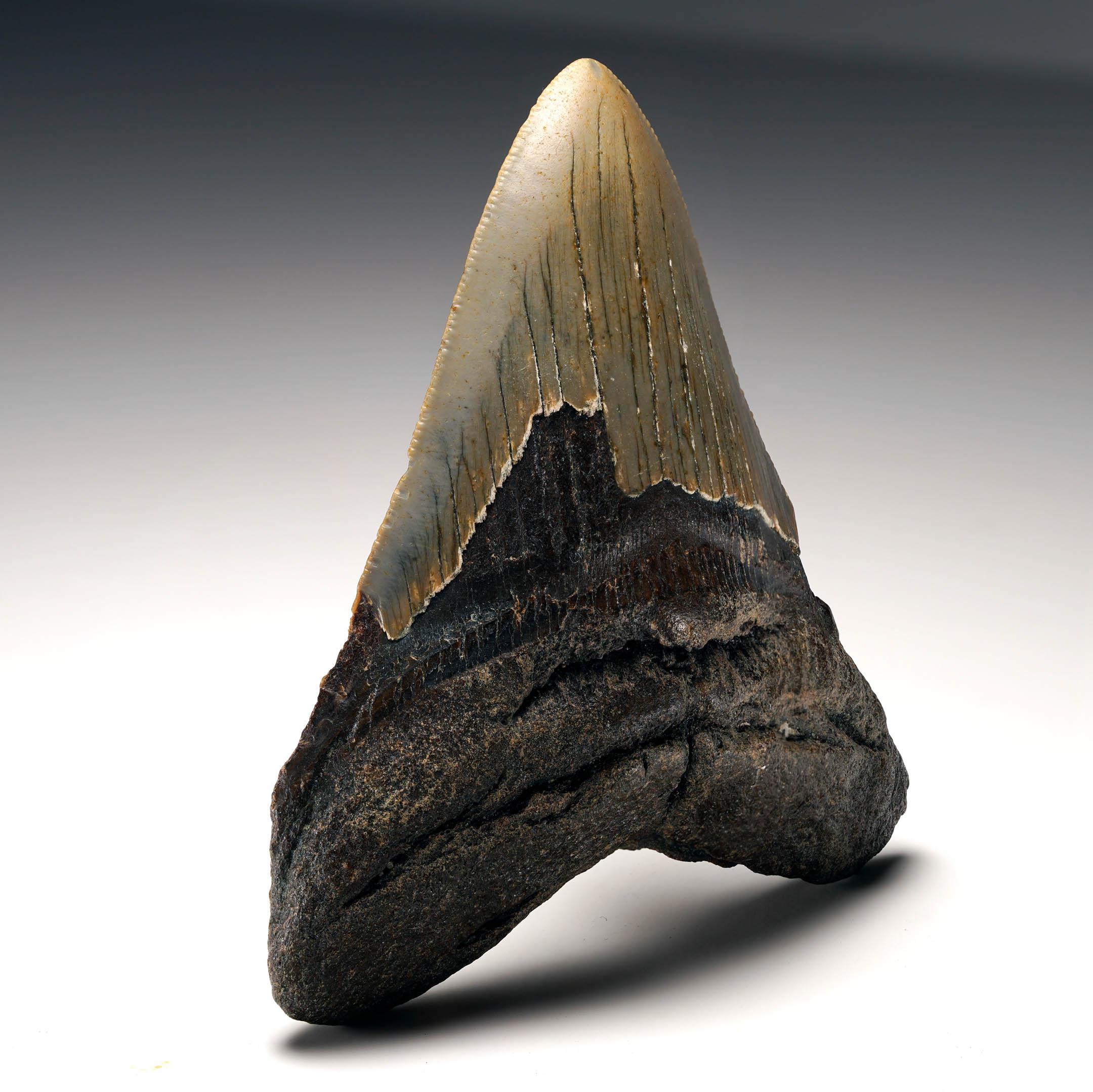 Americano Dente di Megalodon autentico in vendita