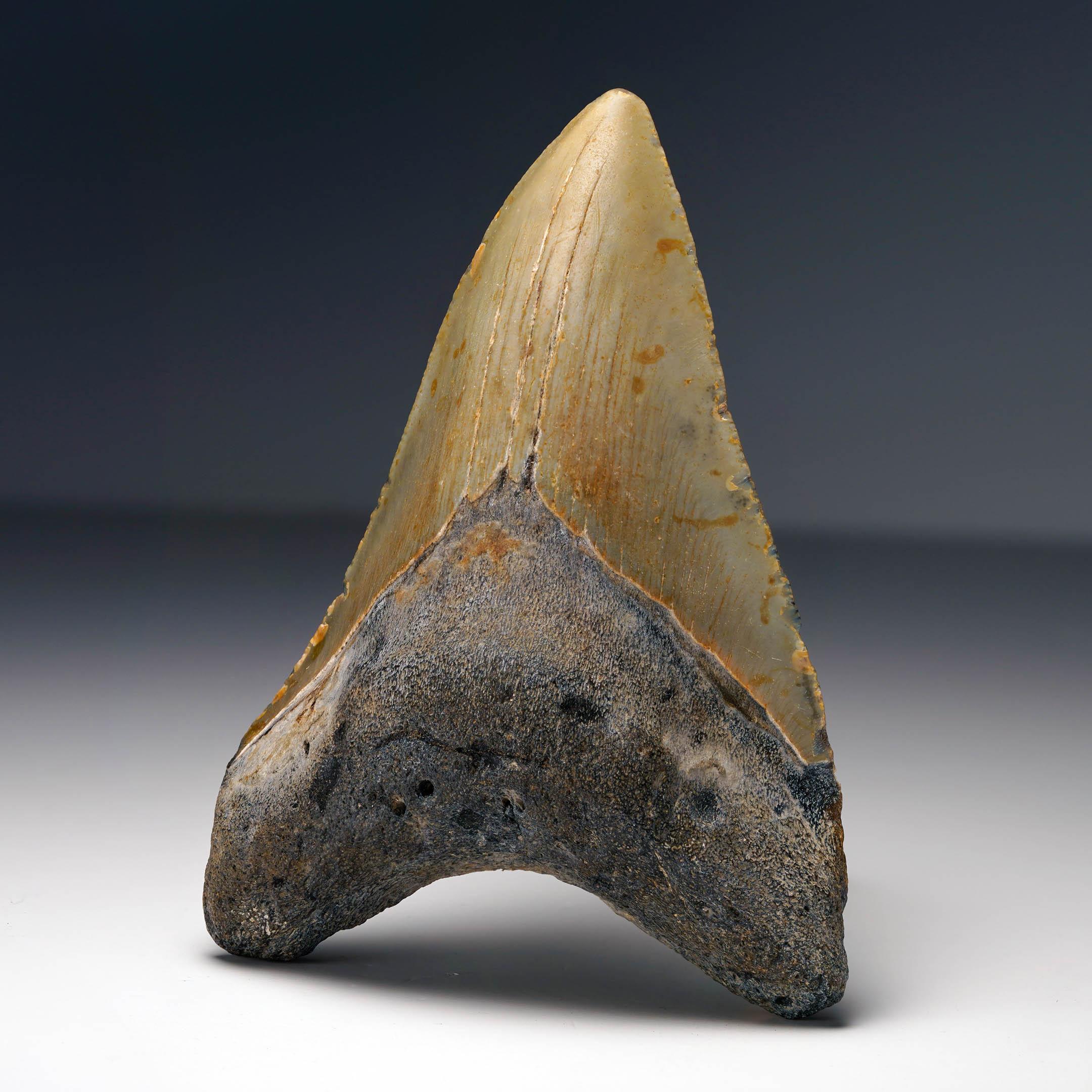 Dente di Megalodon autentico In condizioni ottime in vendita a New York, NY