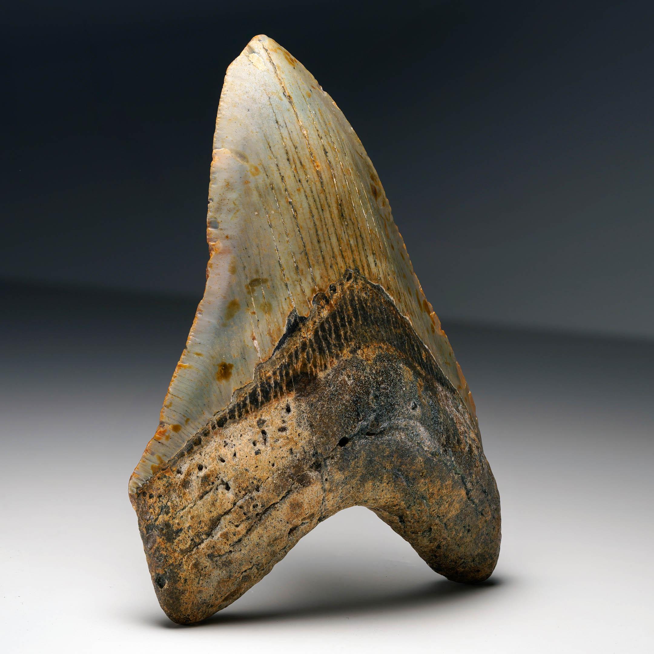 Authentic Megalodon Tooth In Excellent Condition For Sale In New York, NY