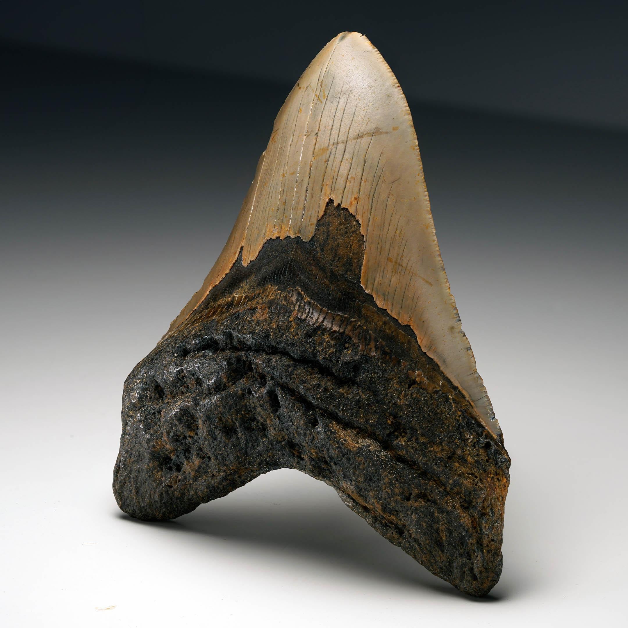 Authentic Megalodon Tooth In Excellent Condition For Sale In New York, NY