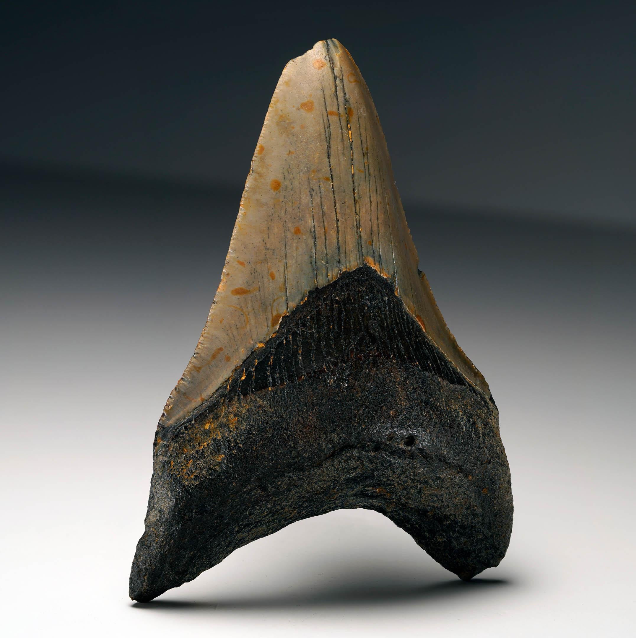 Dente di Megalodon autentico In condizioni ottime in vendita a New York, NY