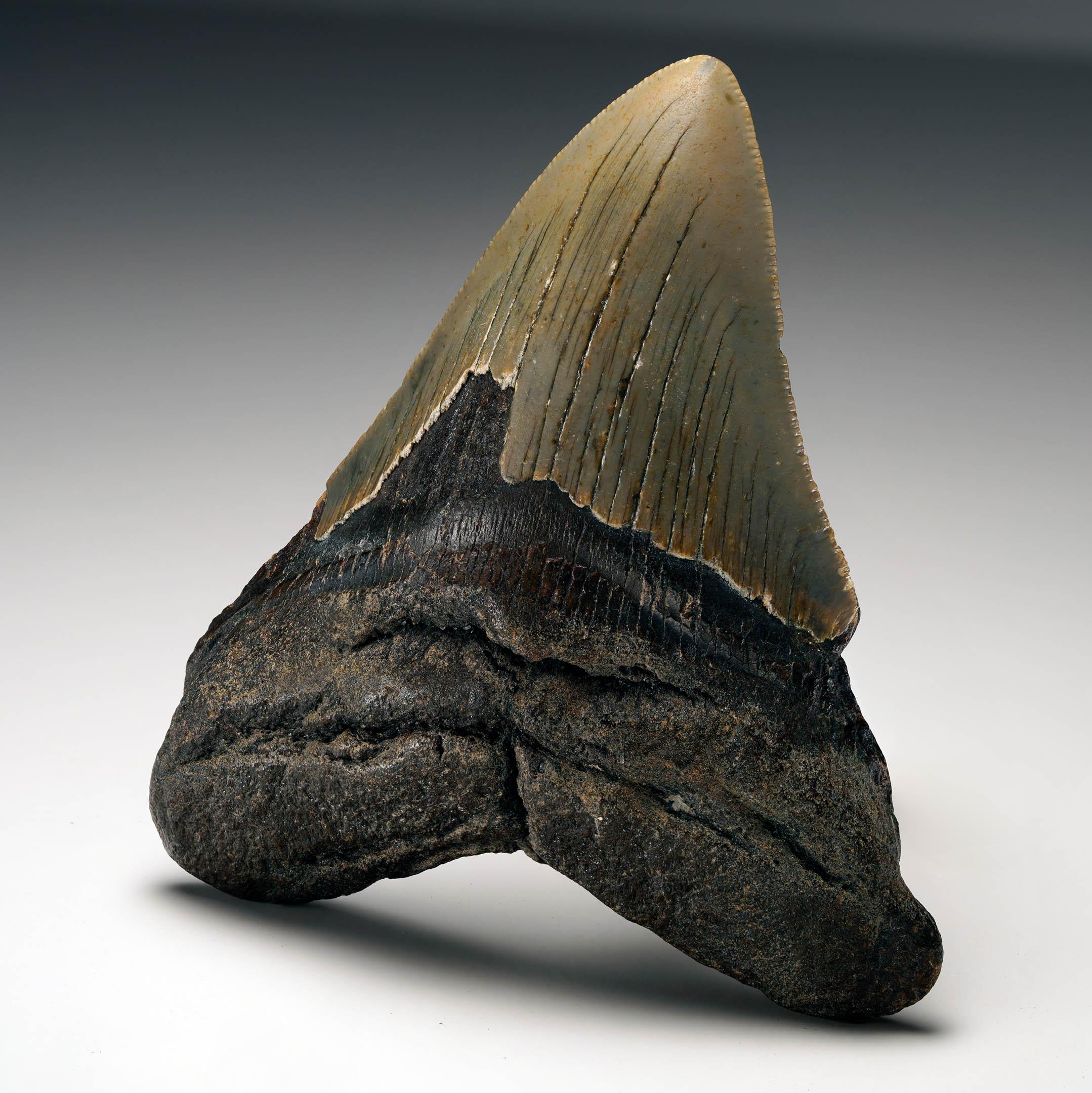 Dente di Megalodon autentico In condizioni ottime in vendita a New York, NY