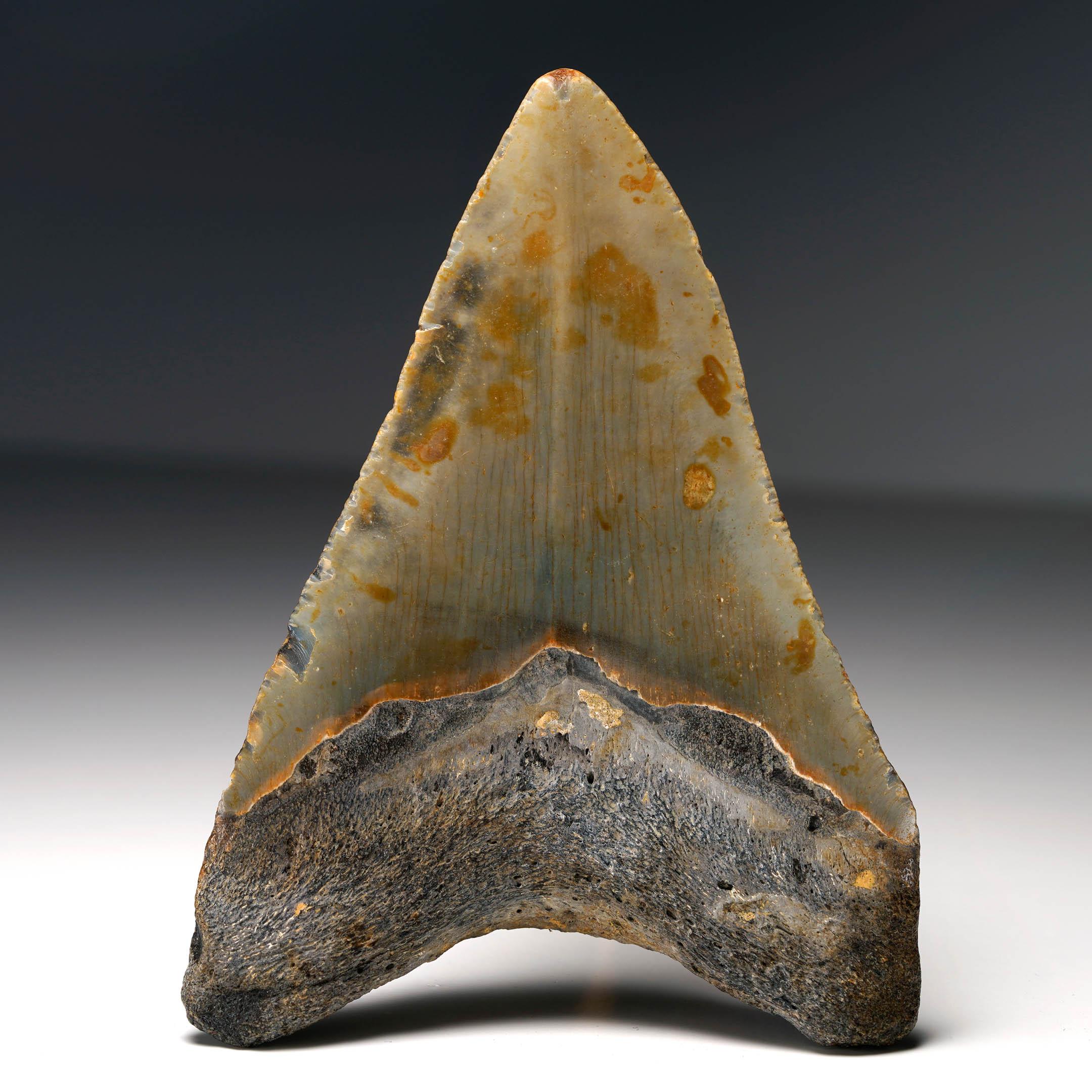 Fino al XVIII secolo Dente di Megalodon autentico in vendita