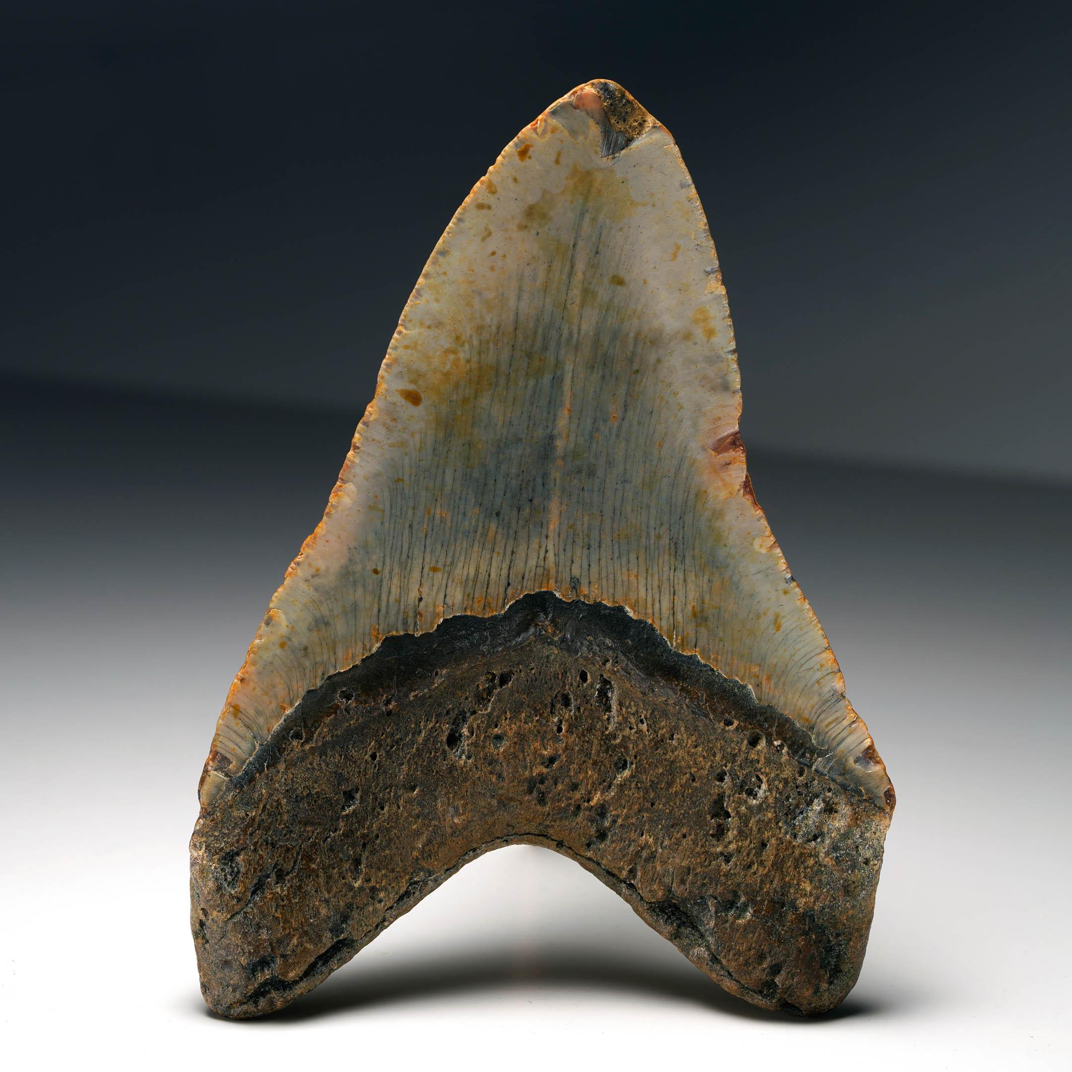 18th Century and Earlier Authentic Megalodon Tooth For Sale