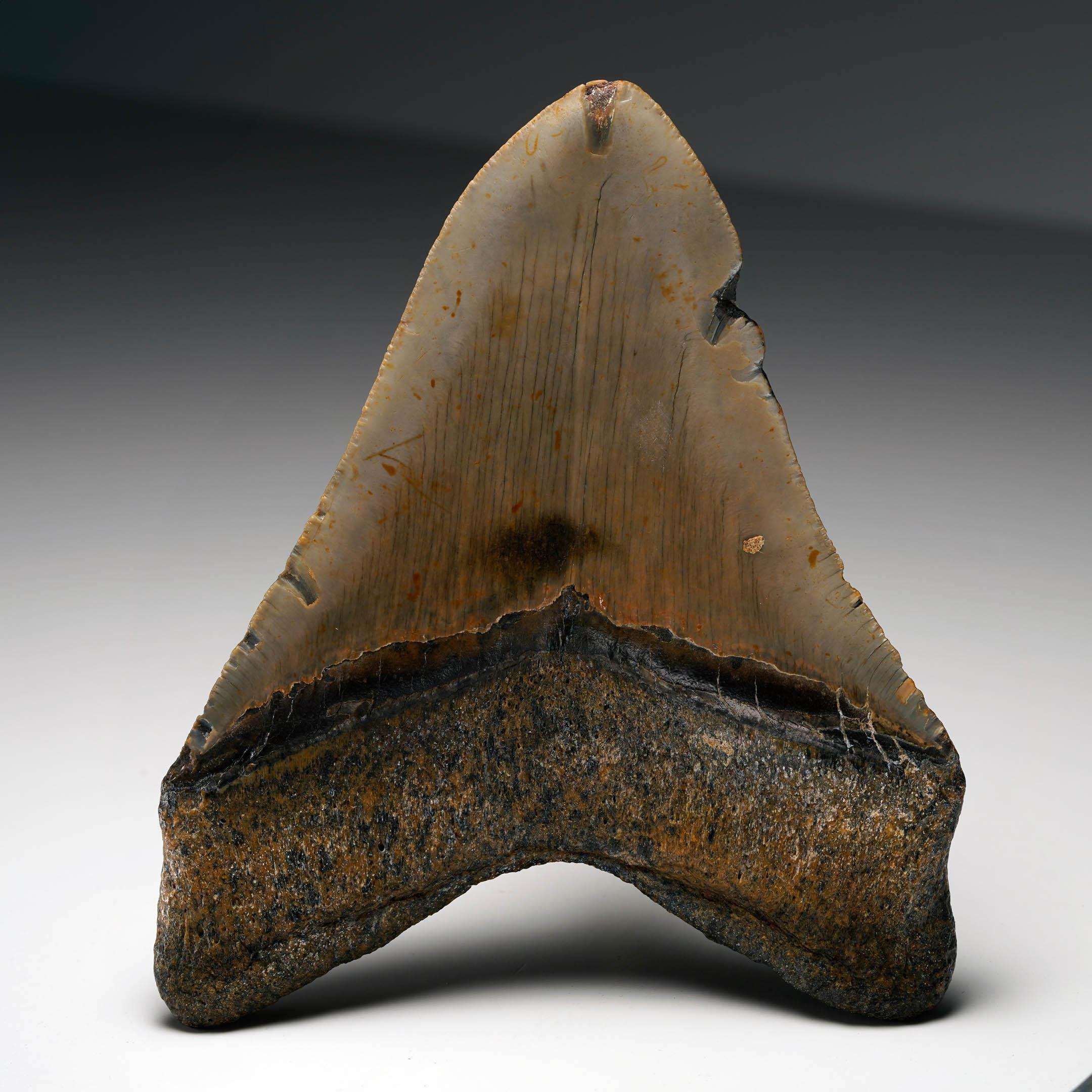 18th Century and Earlier Authentic Megalodon Tooth For Sale