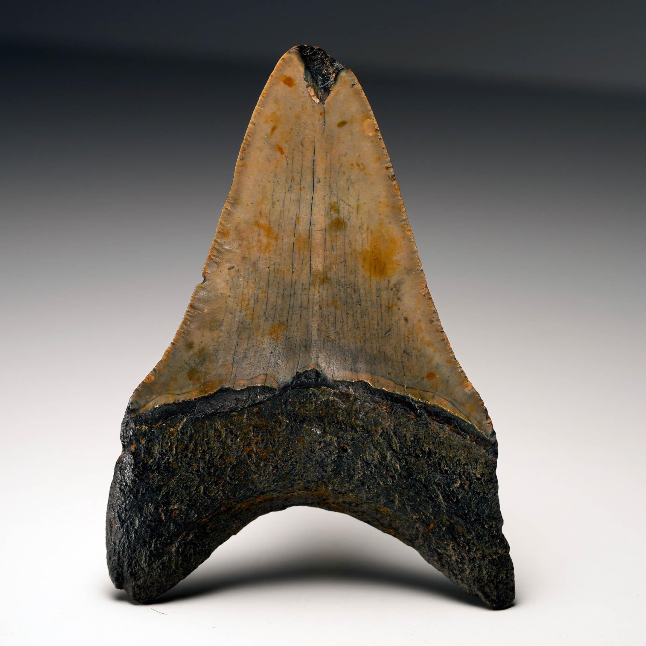 Fino al XVIII secolo Dente di Megalodon autentico in vendita