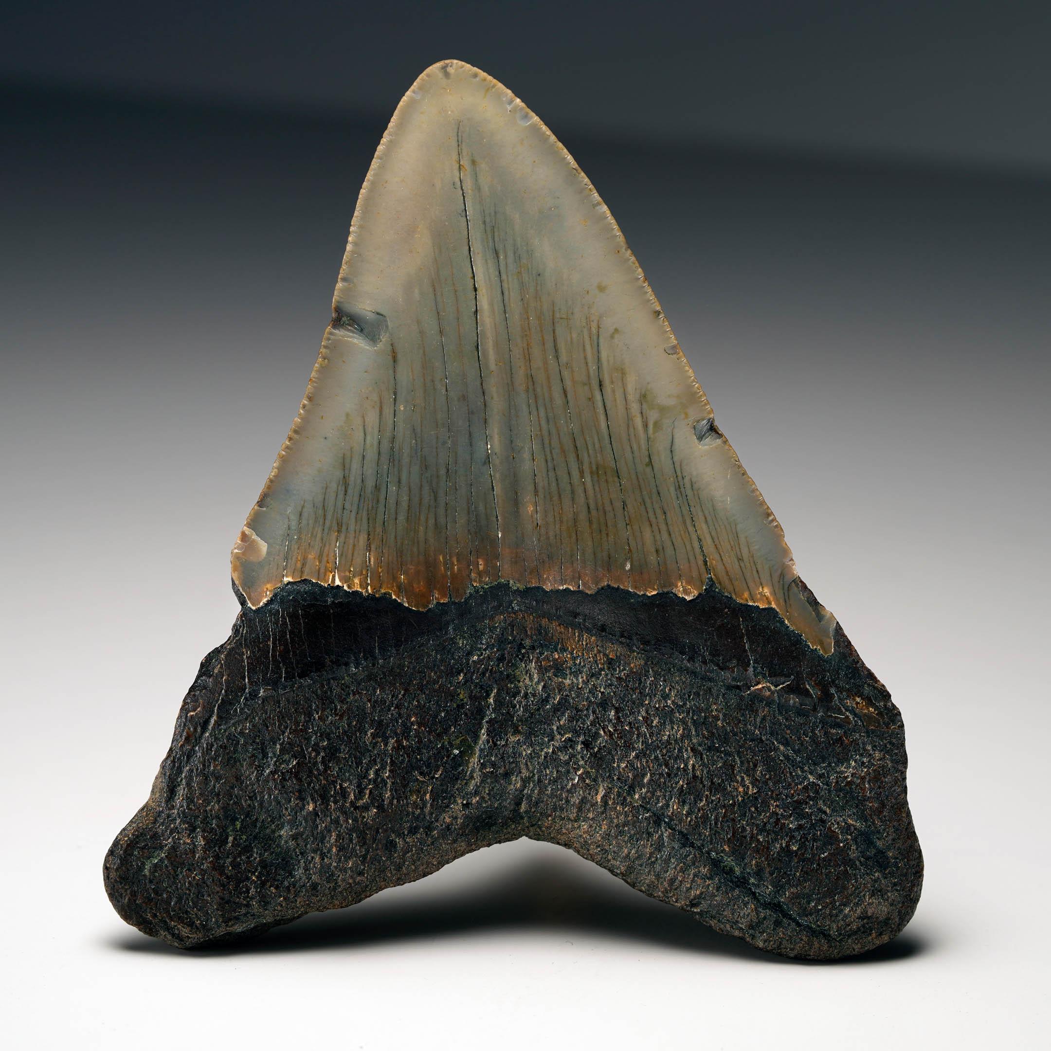Fino al XVIII secolo Dente di Megalodon autentico in vendita