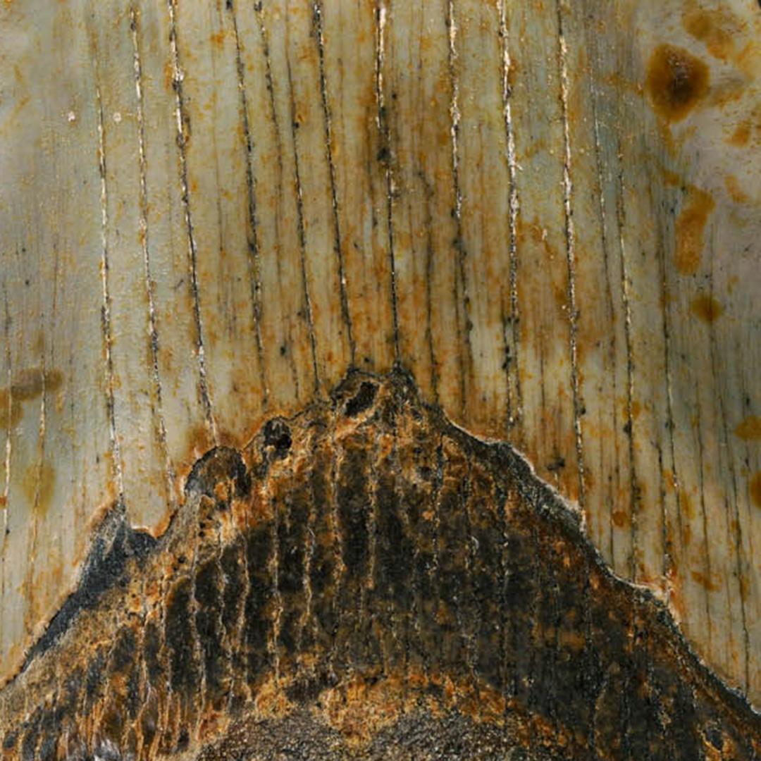 Other Authentic Megalodon Tooth For Sale