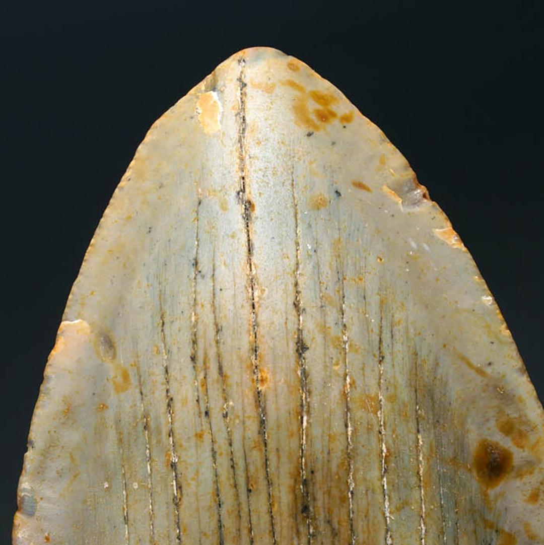 Authentic Megalodon Tooth For Sale 1