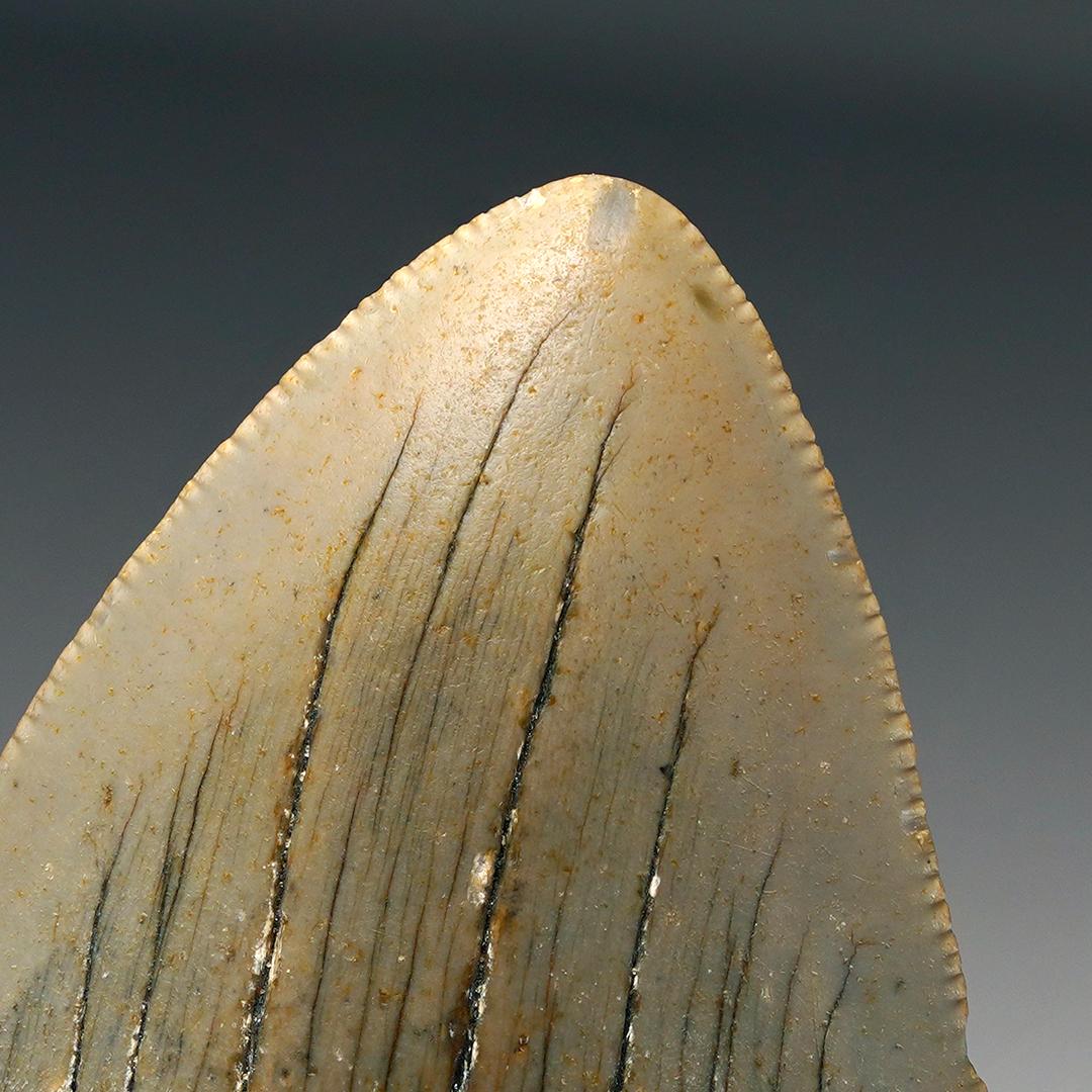 Megalodon Tooth For Sale 1