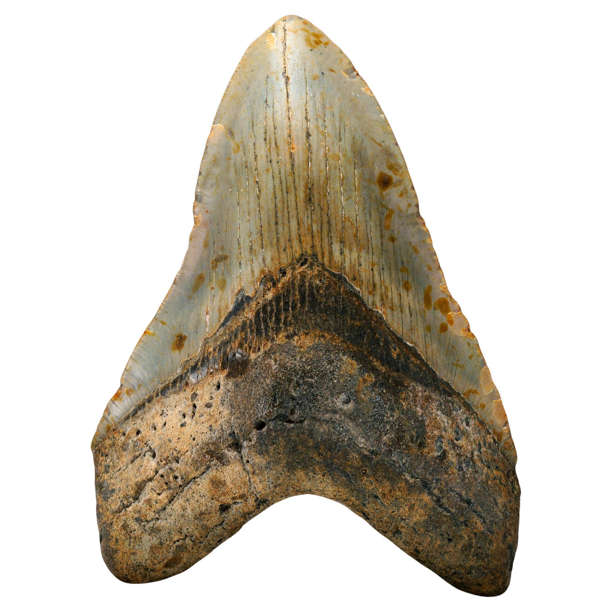 Authentic Megalodon Tooth