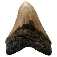Authentic Megalodon Tooth