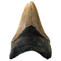 Dente di Megalodon autentico