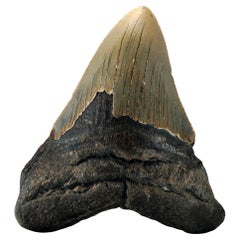 Dente di Megalodon autentico