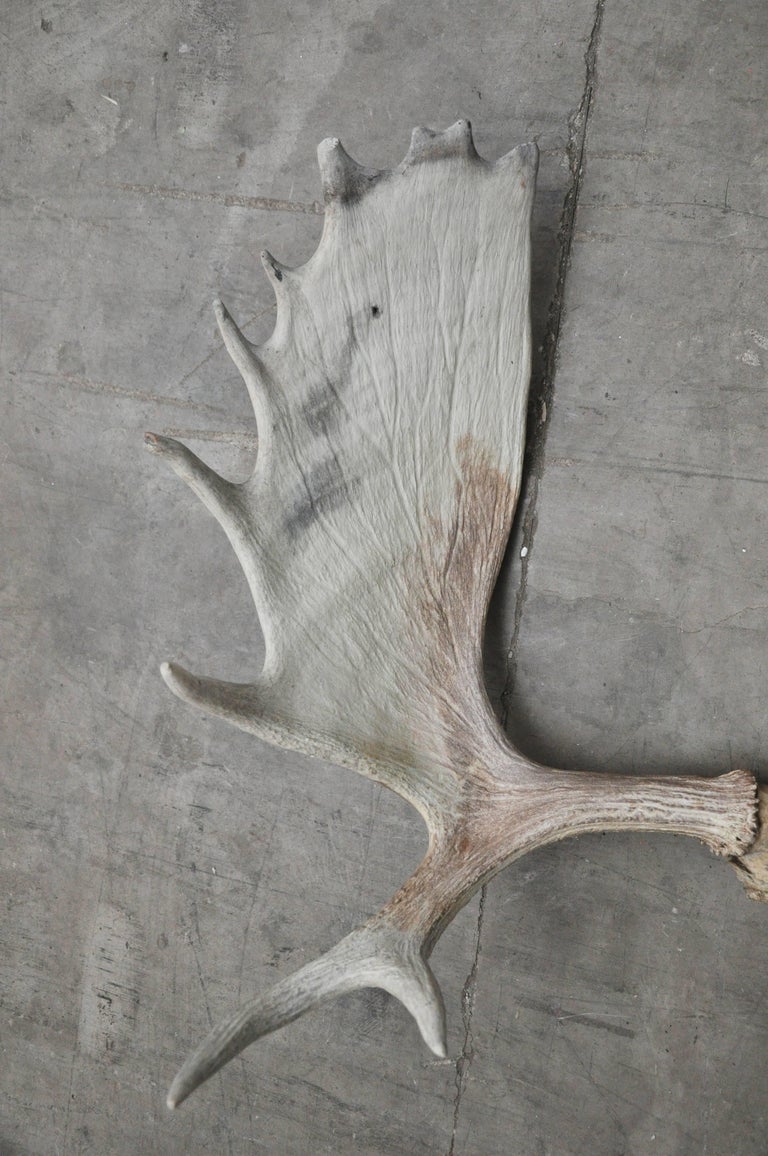 Authentic Moose Horn Antlers For Sale at 1stDibs
