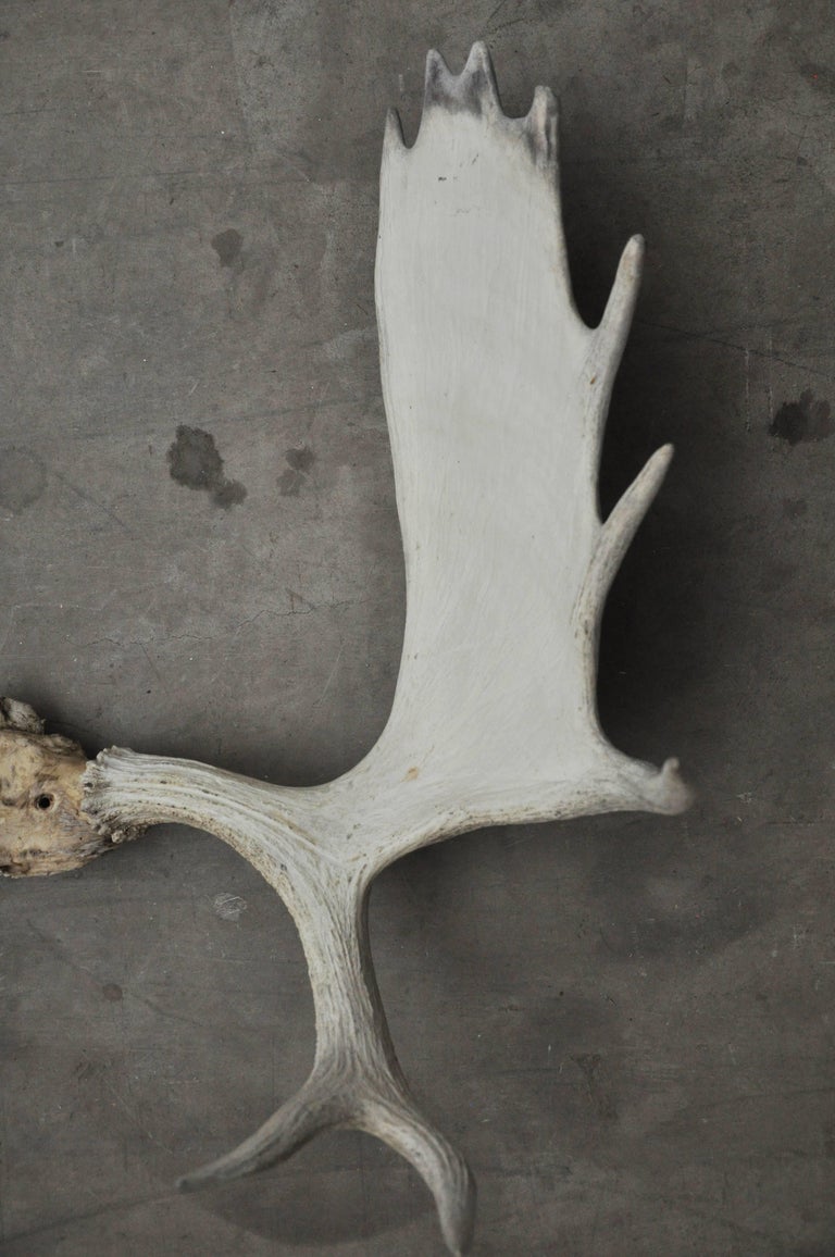 Authentic Moose Horn Antlers For Sale at 1stDibs