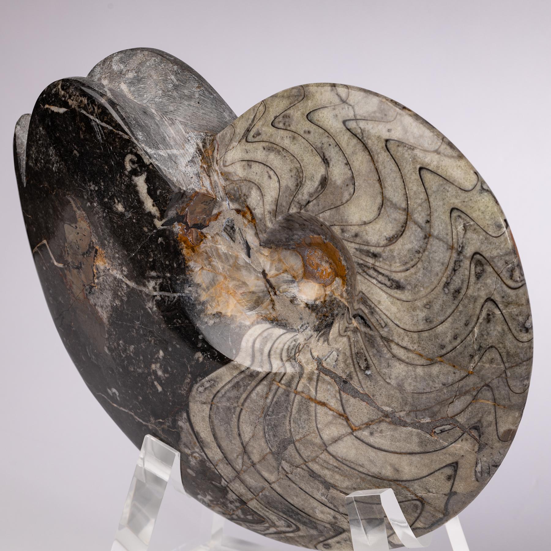 Authentic Moroccan Ammonite Fossil on Acrylic Base, Devonian Period 4