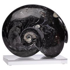 Authentic Moroccan Ammonite Fossil on Acrylic Base, Devonian Period