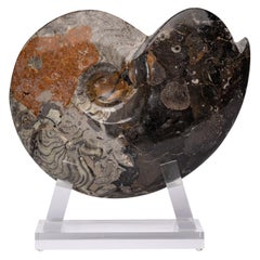 Authentic Moroccan Ammonite Fossil on Acrylic Base, Devonian Period