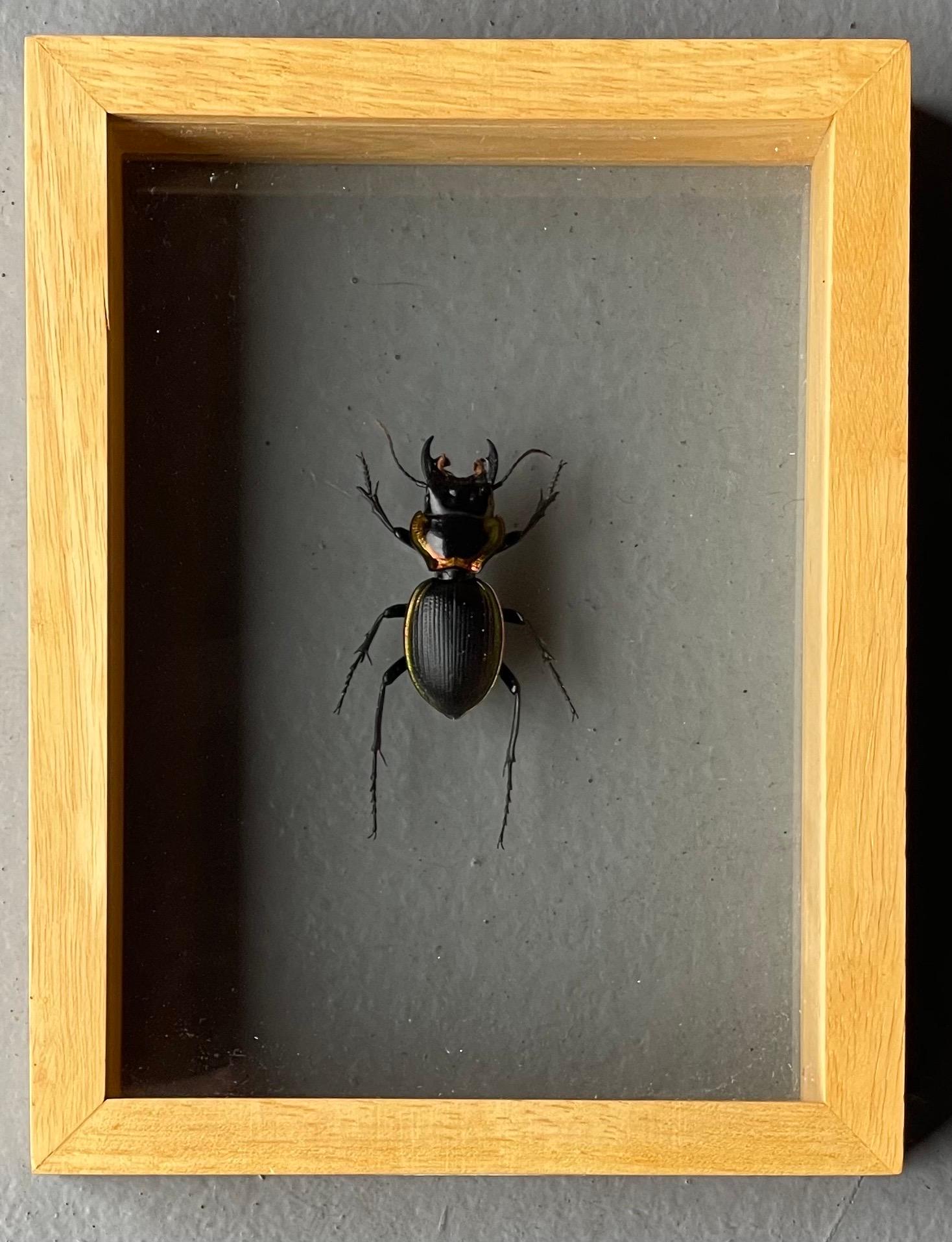 Entomology Taxidermy Black Stag Beetle Short Horn Beetle Glass Dome Display