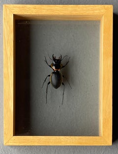 Authentic "Mouhotia Planipennis" Beetle Taxidermy Sculpture