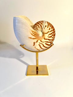Authentic Nautilus Shell on a Custom Polished Brass Stand